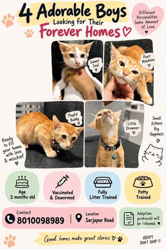 Four orange-and-white tabby kittens in a collage of photos, each wearing a small collar