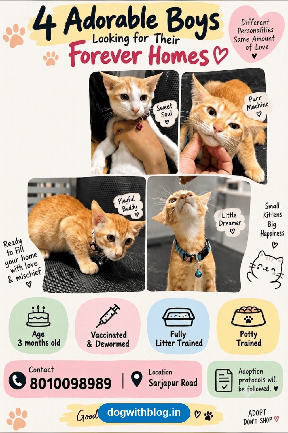 Four Vaccinated Kitten Brothers Need a Home — Bengaluru
