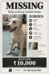 Lost Dog, Zorden in Delhi NCR