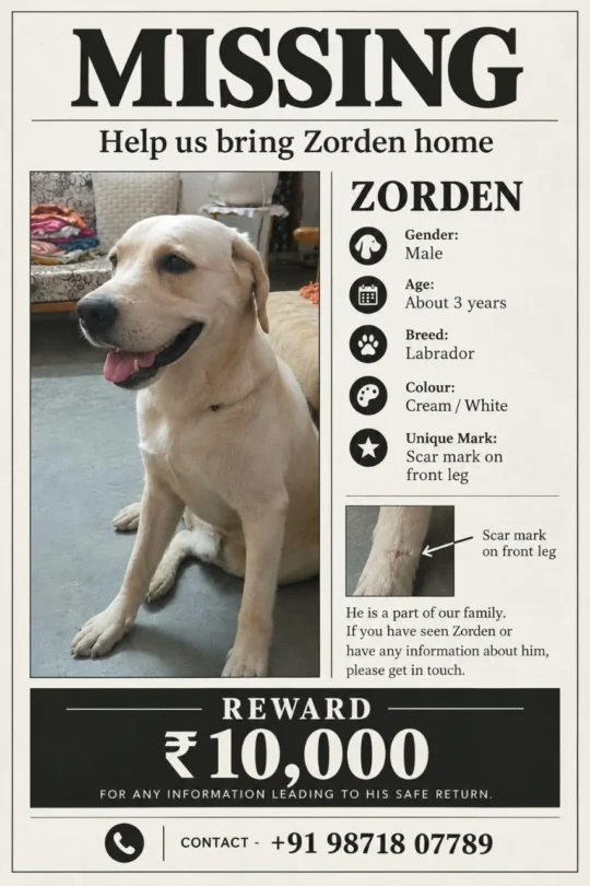 Lost Dog