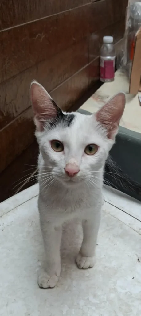Three young kittens — one male, two female — sitting together, up for adoption in Pune