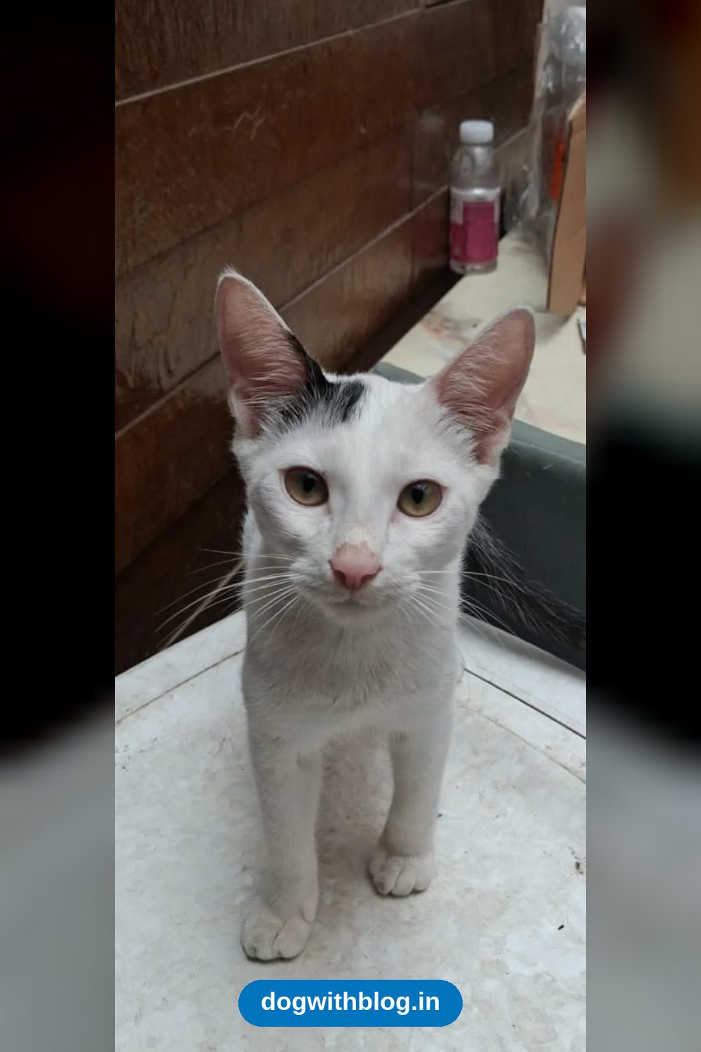 Three Kittens From a 60-Animal Rescue Are Ready for Homes — Pune