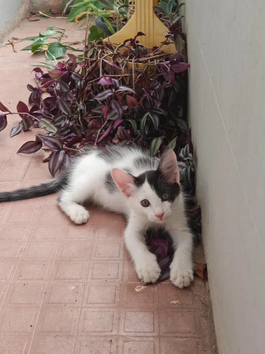 Five Rescued Kittens Need Homes, Together or Apart