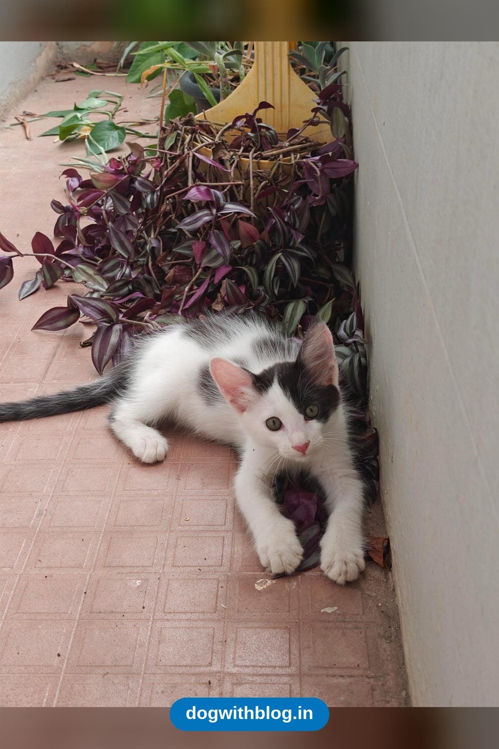 Five Rescued Kittens Need Homes, Together or Apart — Bengaluru