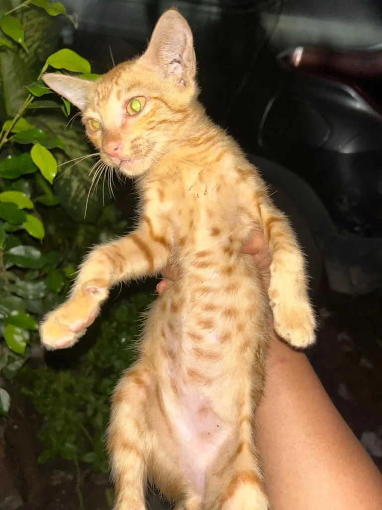 An orange tabby kitten held up at night near a garden hedge, looking off to the side