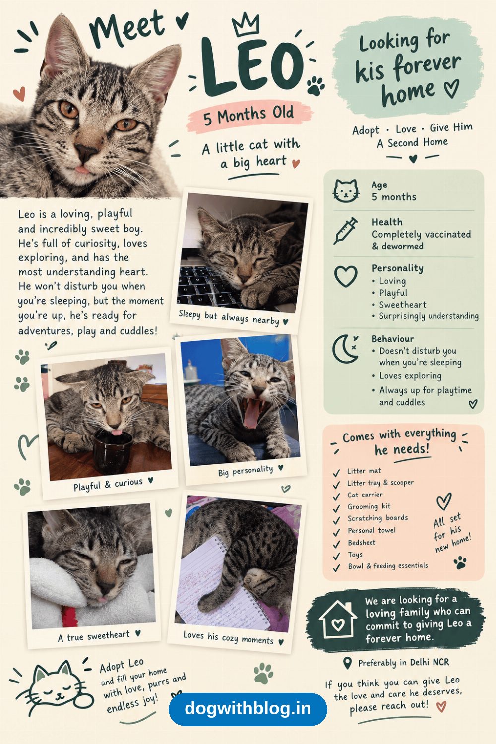 Leo, a Playful Five-Month-Old Indie Kitten, Needs a Forever Home — Delhi NCR