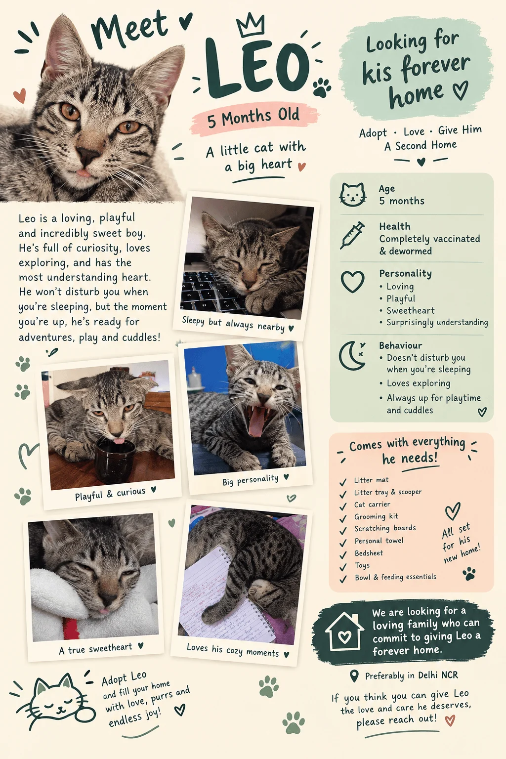 Leo, a Playful Five-Month-Old Indie Kitten, Needs a Forever Home in Delhi NCR
