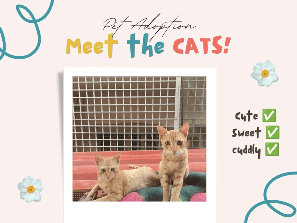 Adoption graphic reading Meet the Cats, showing two orange tabby kittens in front of a metal grid