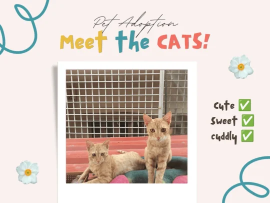 Two Indie Kittens Need to Be Adopted Together