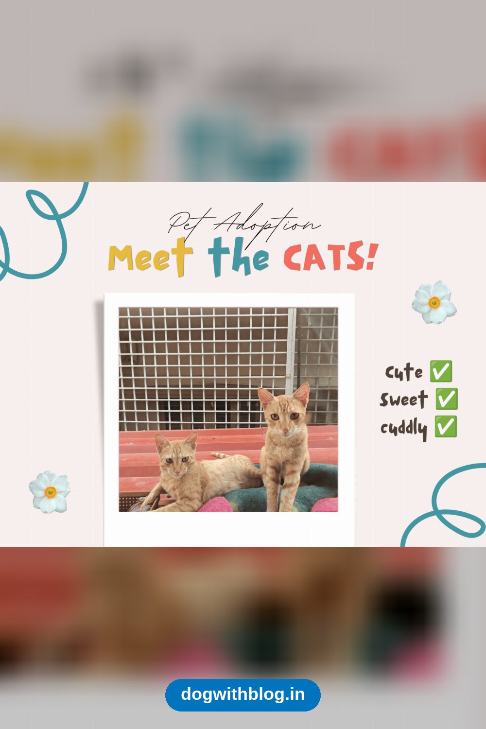 Two Indie Kittens Need to Be Adopted Together