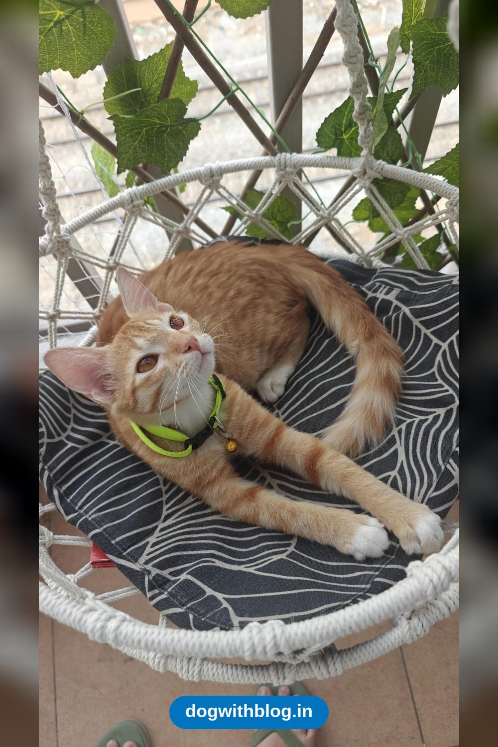 Kiwi, a Cuddly Four-Month-Old Kitten From Mahadevapura, Needs a Home — Bengaluru
