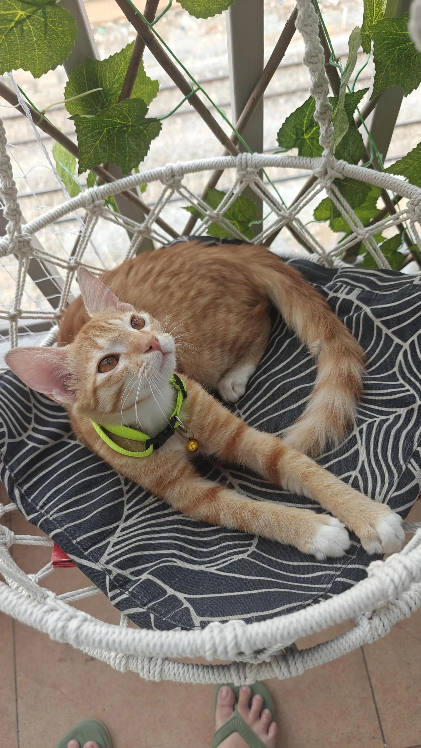 Kiwi, a Cuddly Four-Month-Old Kitten From Mahadevapura, Needs a Home in Bengaluru
