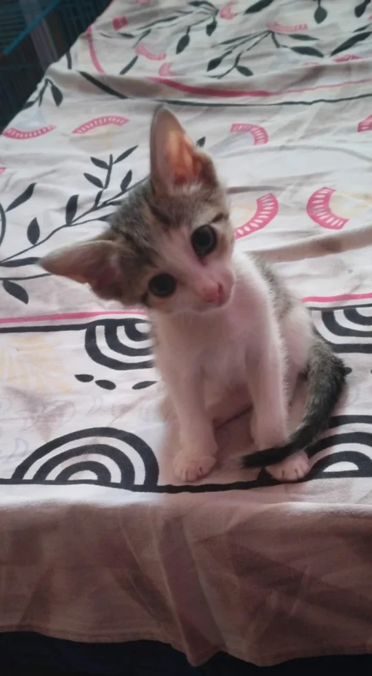 Friendly 1.5-Month-Old Female Kitten, Abandoned by Her Mother, Needs a Home in Bengaluru