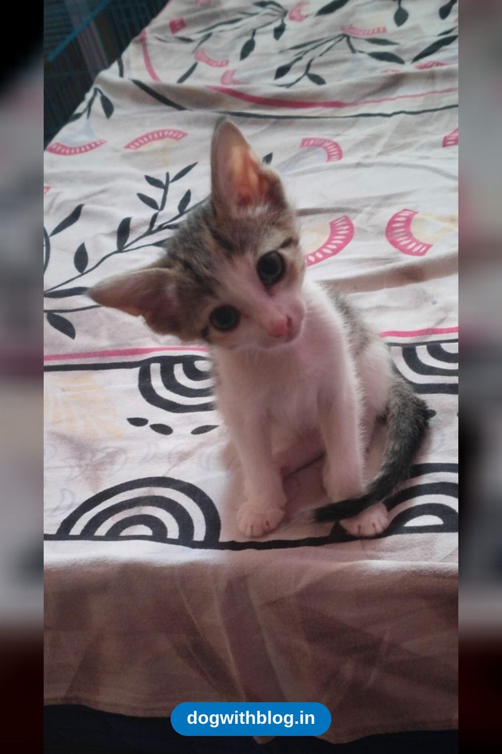 Friendly 1.5-Month-Old Female Kitten, Abandoned by Her Mother, Needs a Home in Bengaluru