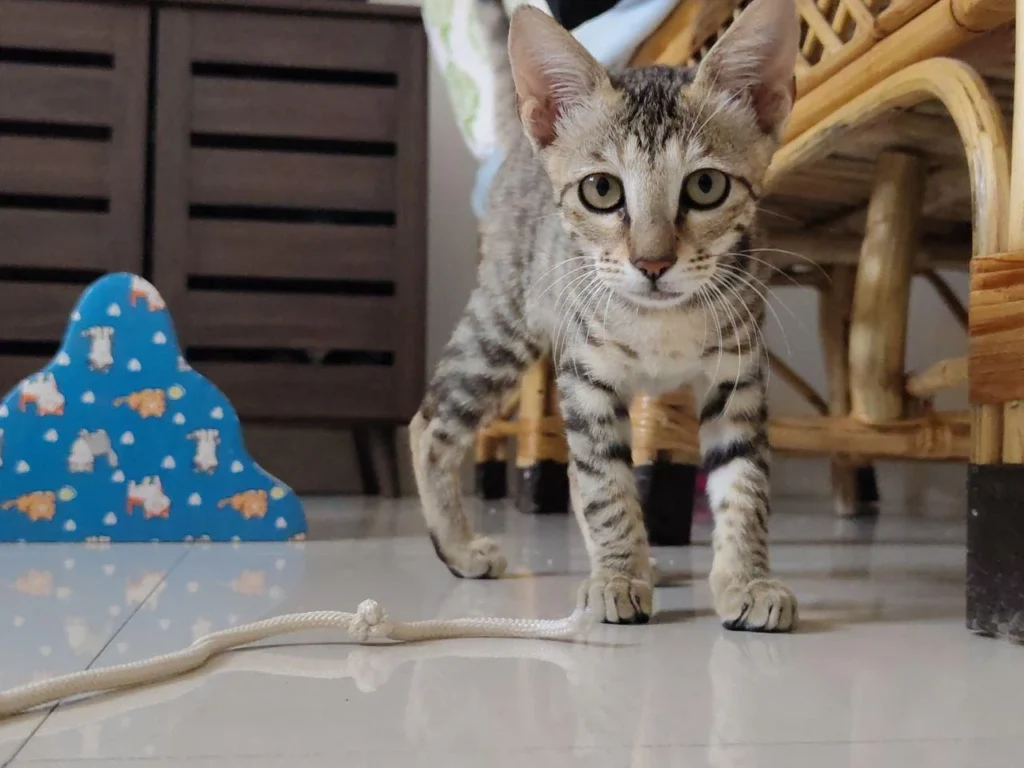 Grey and brown striped kitten standing on a tiled floor and looking at the camera, with a rope toy in front of her, kitten for adoption in Bengaluru
