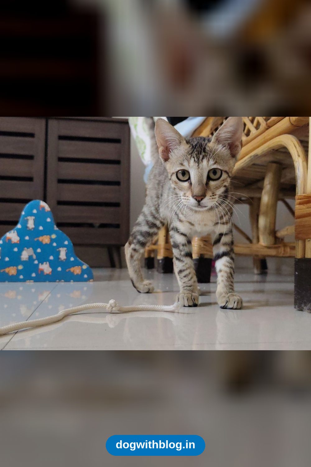 Four-Month-Old Female Kitten From Jayanagar, Fully Vaccinated and Litter-Trained in Bengaluru