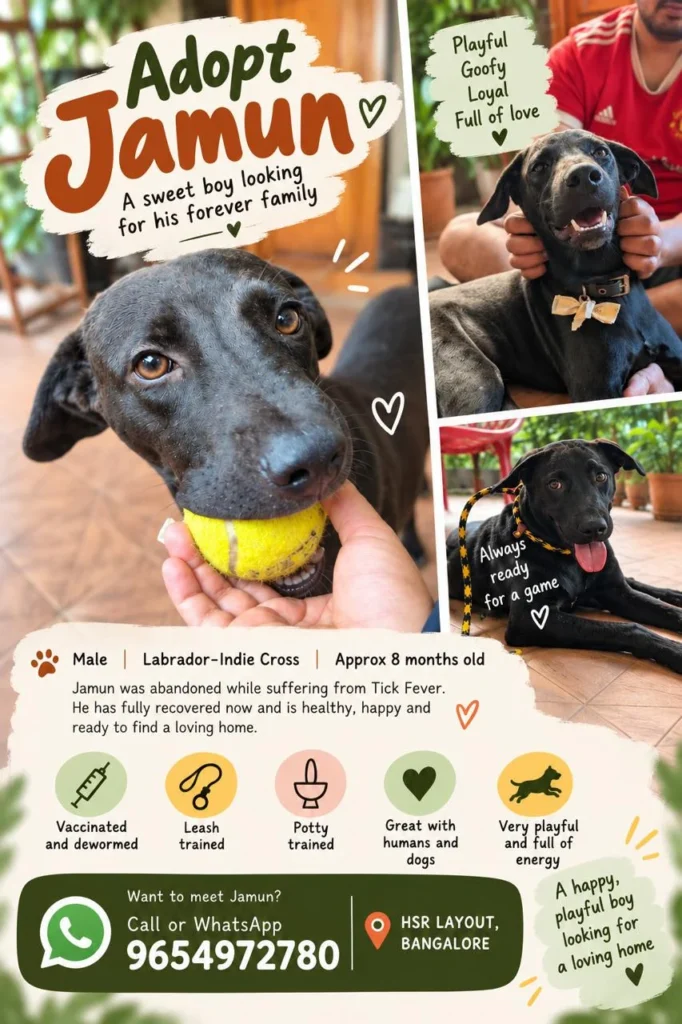 Adoption poster for Jamun, a black Labrador-Indie cross in HSR Layout, Bengaluru, showing him with a yellow tennis ball and in two playful photos