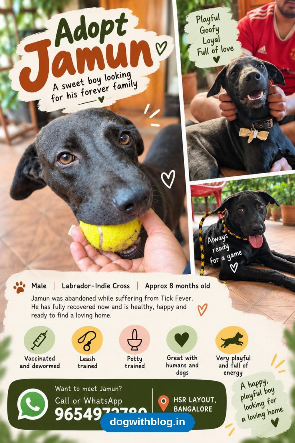 Jamun, an 8-Month-Old Labrador-Indie Cross, Needs a Home in Bengaluru