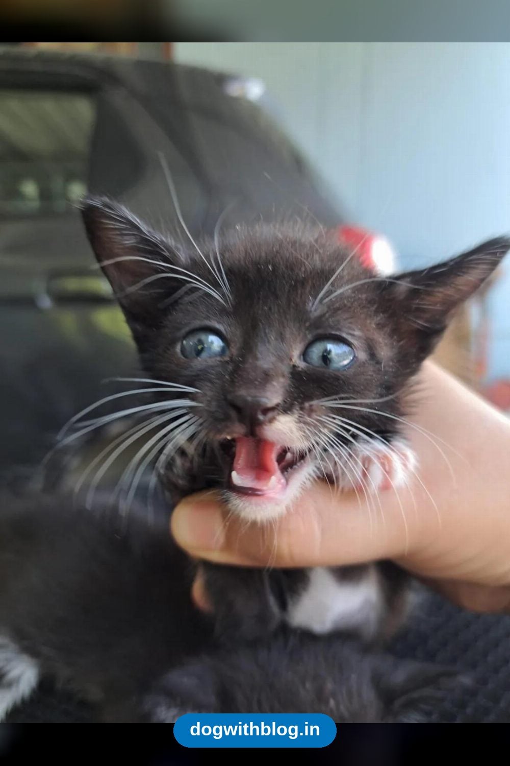 A Month-Old Abandoned Female Kitten Needs a Foster Home — Dehradun