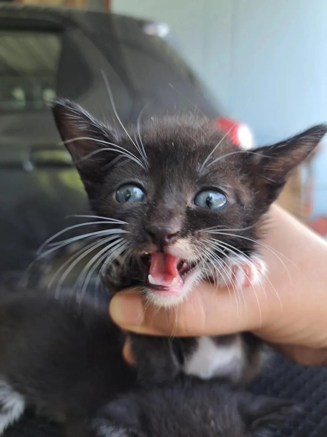 A Month-Old Abandoned Female Kitten Needs a Foster Home in Dehradun