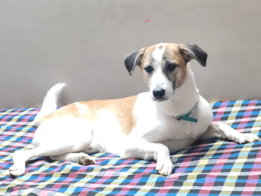 Lost dog Poco, last seen near Green Park Extension, Delhi NCR