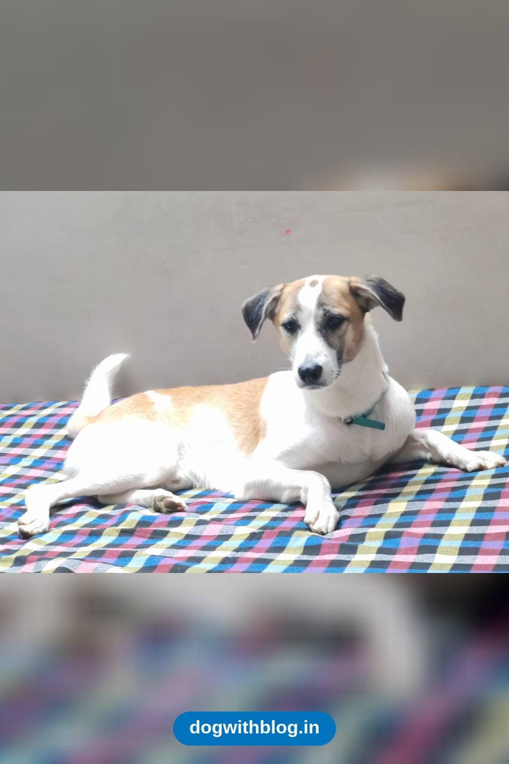 Lost Dog, Poco, White and Brown Male, Missing From Green Park Extension Since 20 October in Delhi NCR