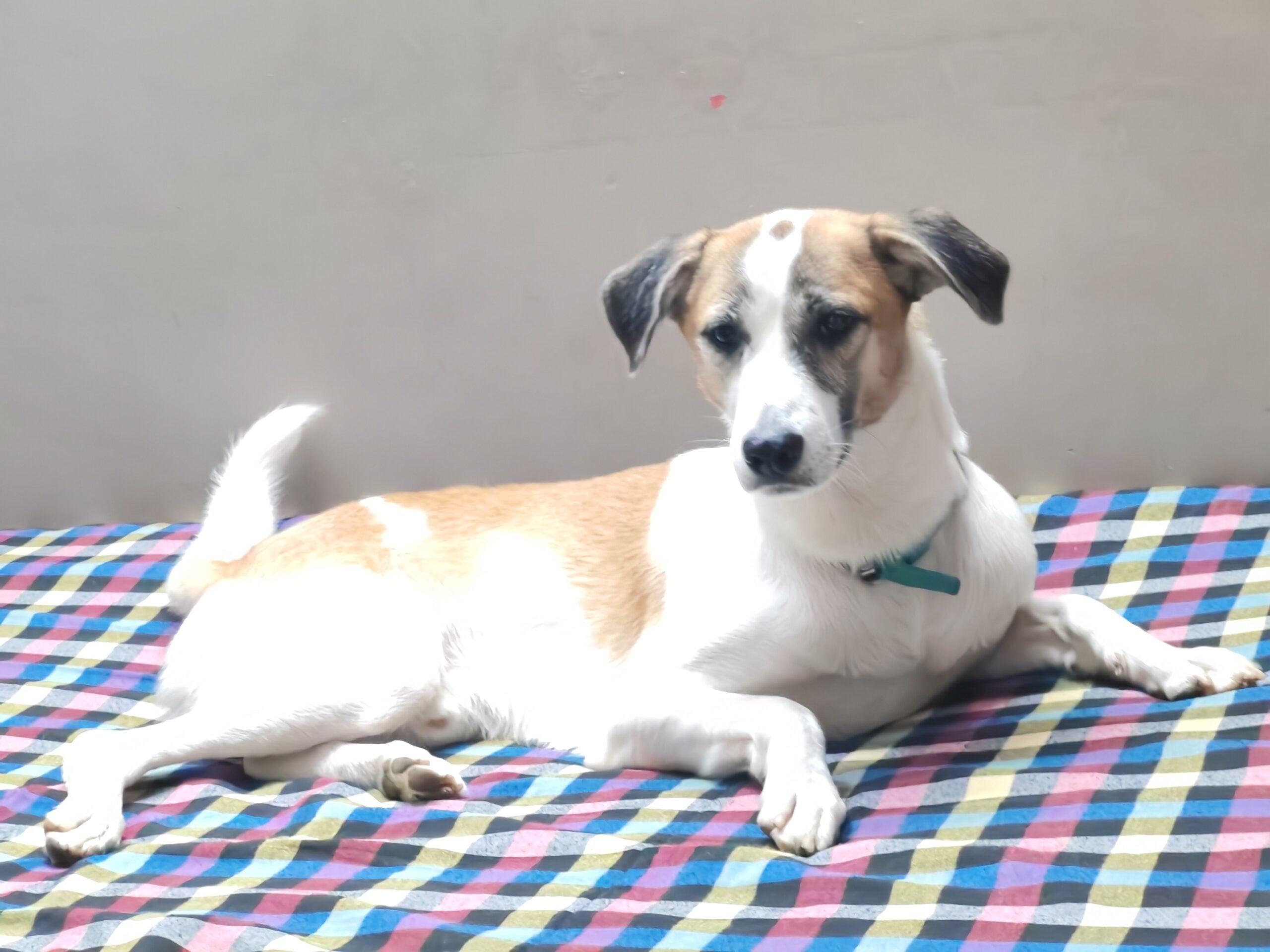 Lost dog Poco, last seen near Green Park Extension, Delhi NCR