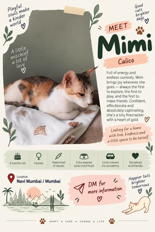 Mimi and Nori, Two 6-Month-Old Kitten Sisters, Need Homes in Navi Mumbai
