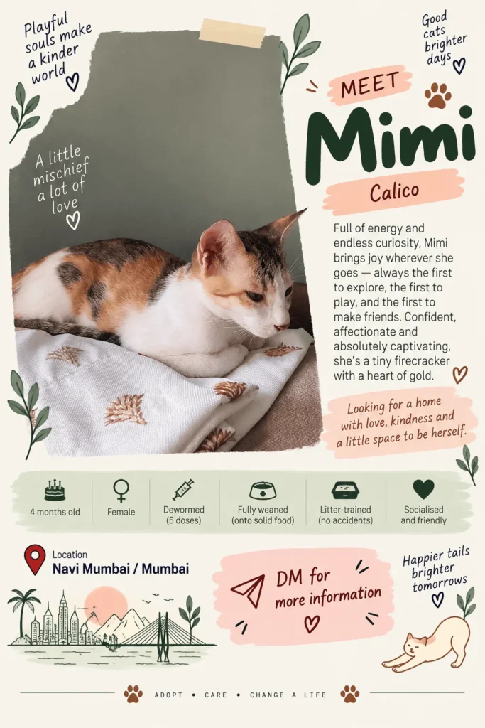 Adoption poster for Mimi, a calico female kitten lying on a cream blanket, with her age, vaccination and litter-training details and a note to DM for more information.