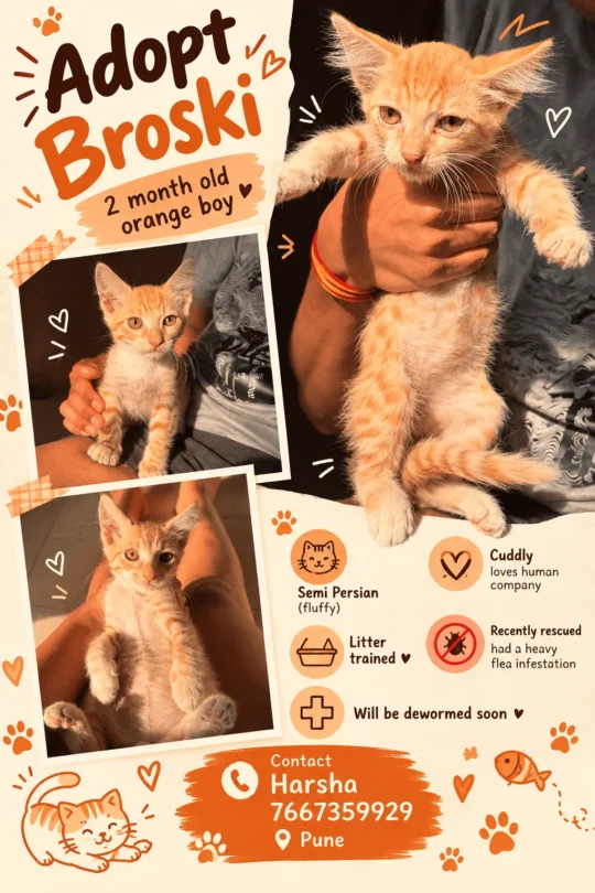 Broski, a 2-Month-Old Semi-Persian Orange Kitten, Needs a Home, adoptable cat in Pune
