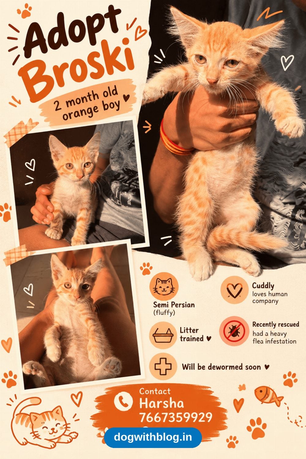 Broski, a 2-Month-Old Semi-Persian Orange Kitten, Needs a Home — Pune