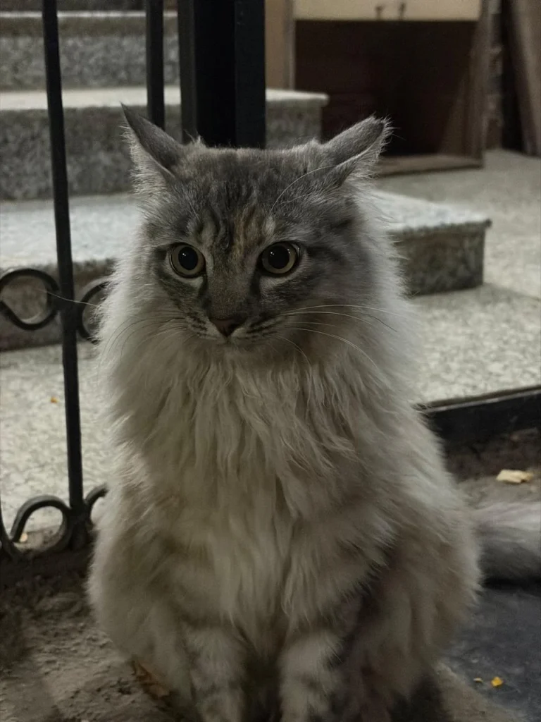 Grey and cream long-haired cat sitting on stone steps beside an iron railing, missing from Viman Nagar, Pune