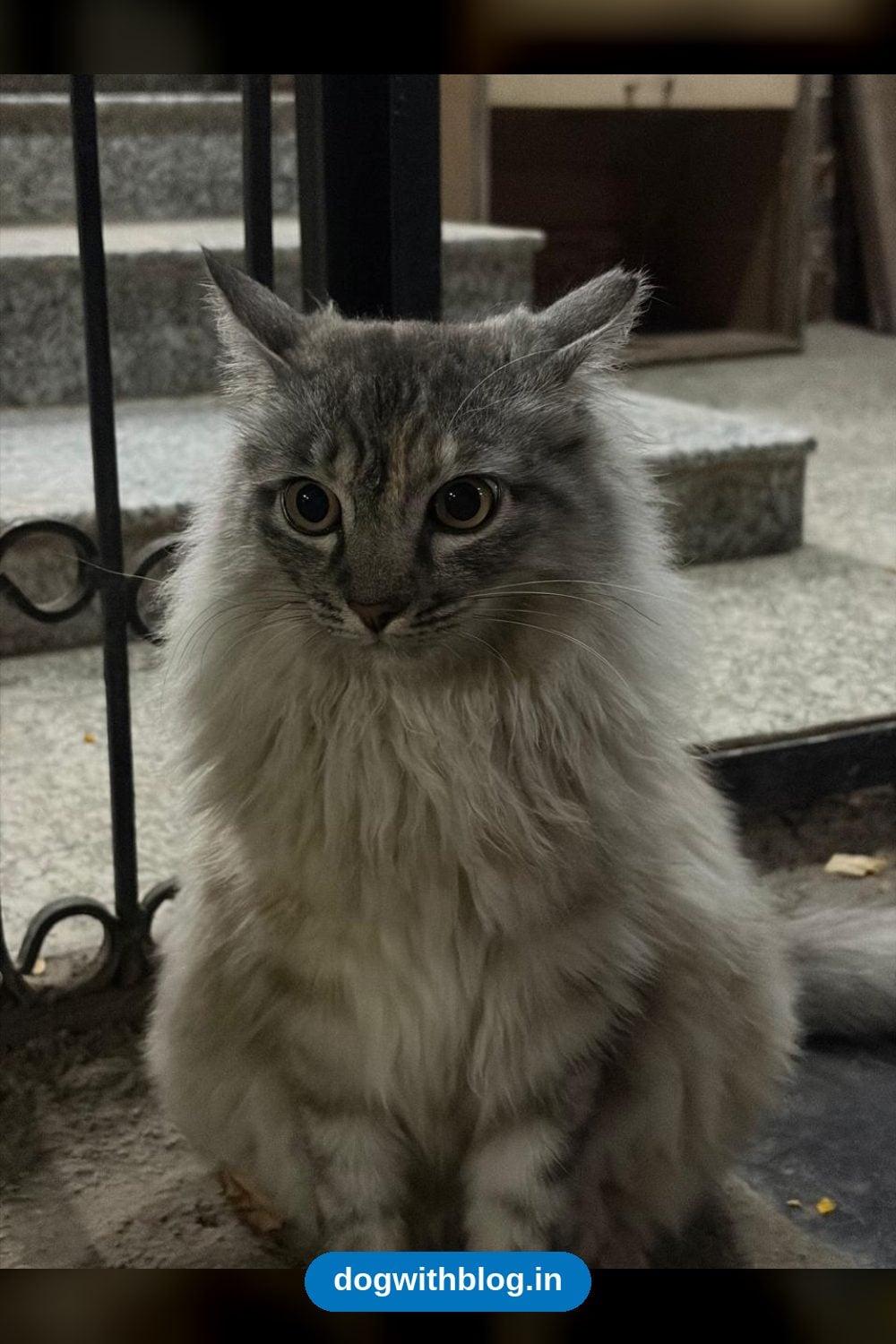 Lost Cat, Missing From Lunkad Classic, Viman Nagar in Pune