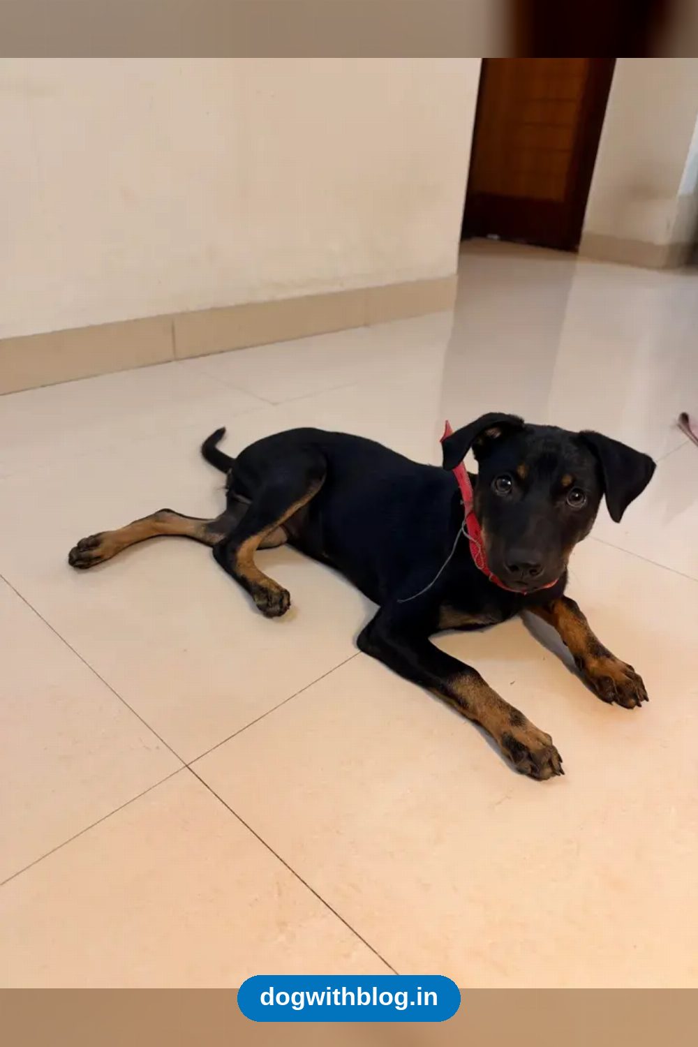 Black-and-Tan Indie Girl, About Four Months Old, Needs a Foster or Home in HSR Layout — Bengaluru