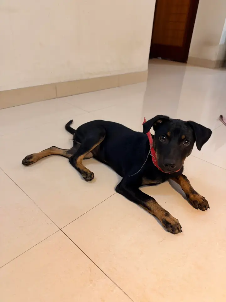 A black-and-tan indie puppy with floppy ears and tan eyebrows lying on a cream tile floor in a red collar. She is about 4 months old and up for adoption in HSR Layout, Bengaluru.