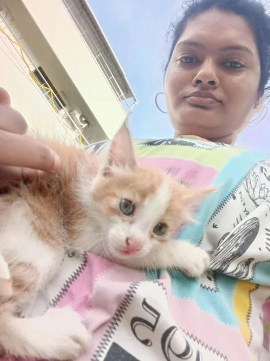 Orange-and-White Kitten, 4 to 6 Weeks Old, Found in a Saligramam Park in Chennai