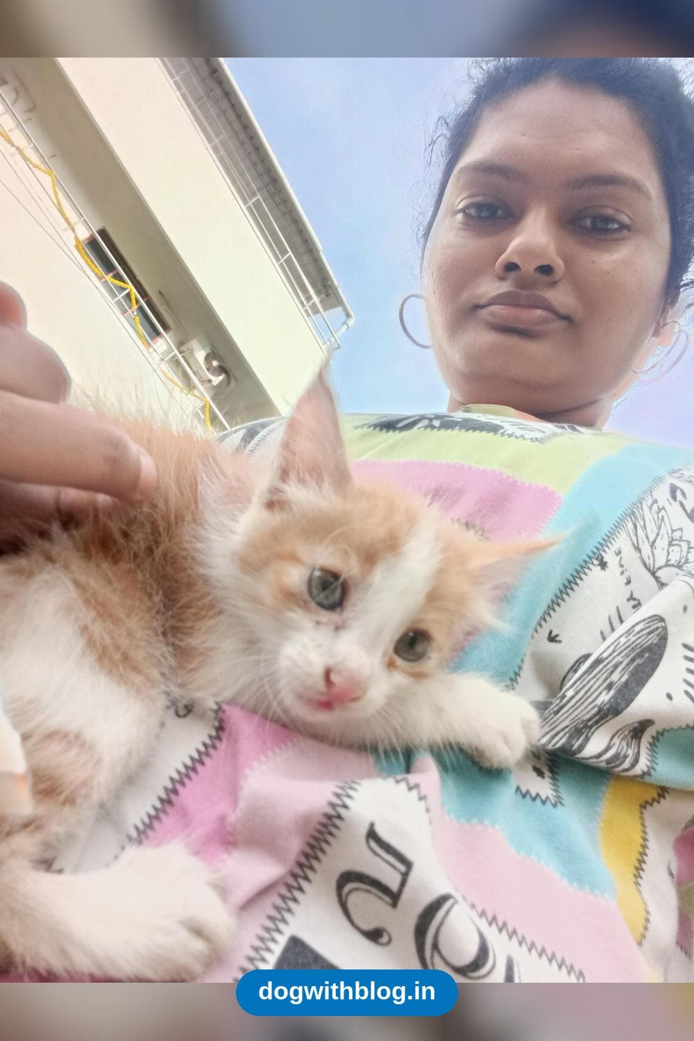 Orange-and-White Kitten, 4 to 6 Weeks Old, Found in a Saligramam Park in Chennai