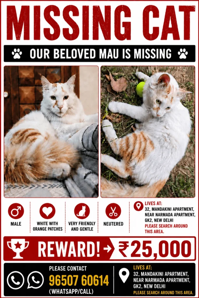 Missing-cat poster for Mau, a neutered white male cat with orange patches, shown in two photos with the reward and contact number, plus a close-up of Mau asleep on a blanket