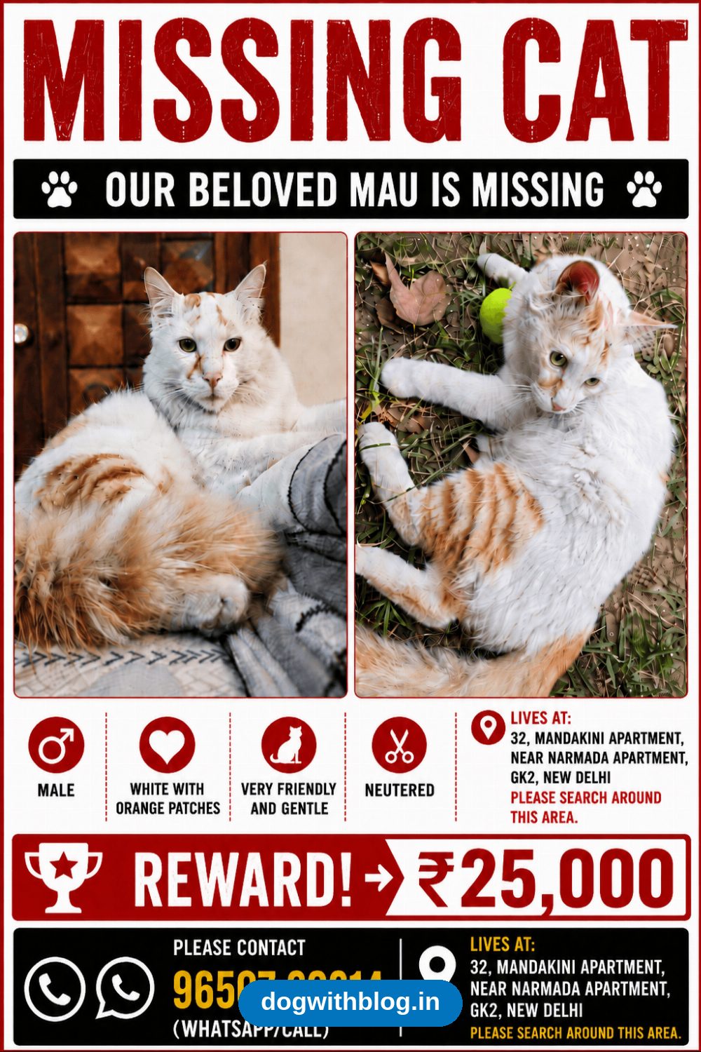 Lost Cat, Mau, White and Orange Male, Missing From Mandakini Apartment, GK2 Since 10 August in Delhi NCR
