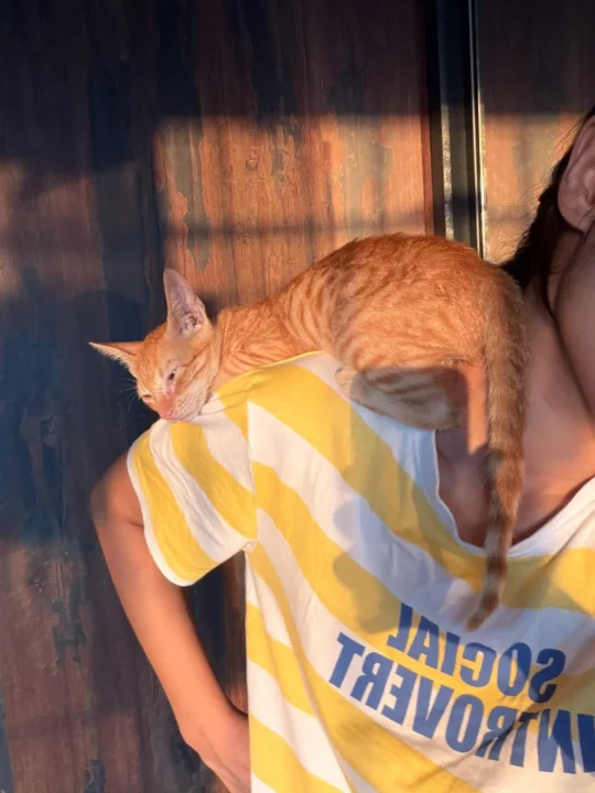 Kaju, a 2-Month-Old Orange Kitten Found Alone, Needs a Home in Mumbai