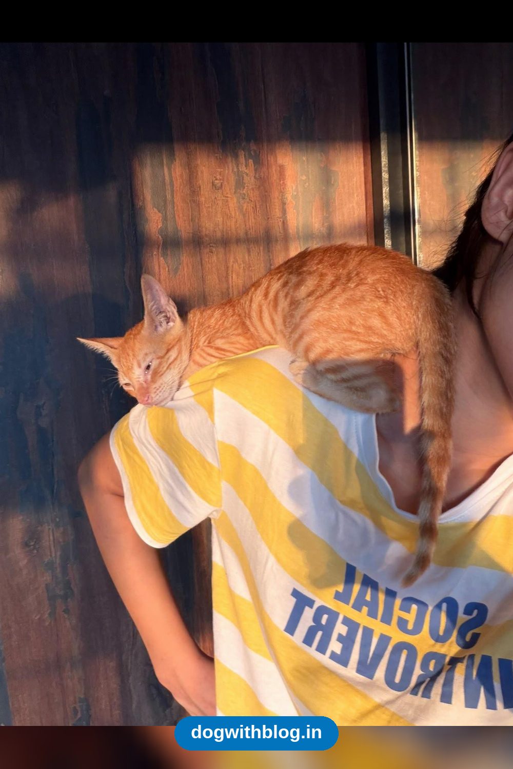 Kaju, a 2-Month-Old Orange Kitten Found Alone, Needs a Home in Mumbai