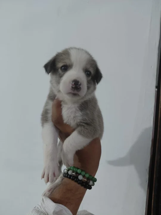 Grey and White Indie x Beagle Female Puppy, 25 Days Old in Lucknow