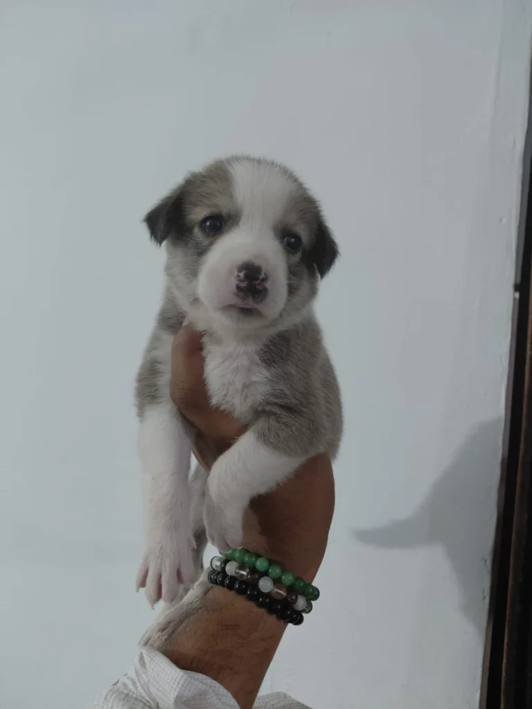Grey and white Indie x Beagle puppy held up in one hand, 25 days old, female, in Lucknow