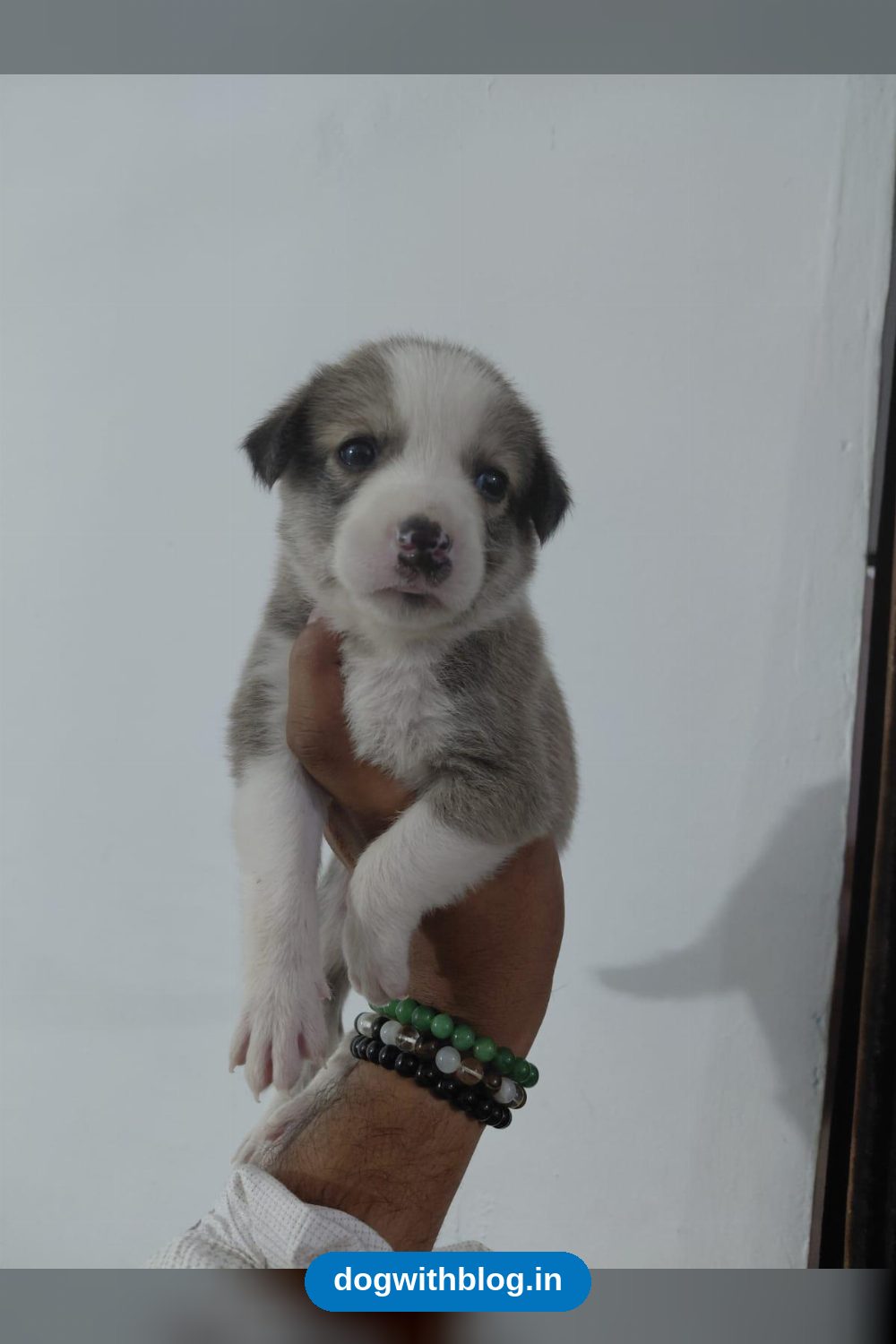 Grey and White Indie x Beagle Female Puppy, 25 Days Old in Lucknow
