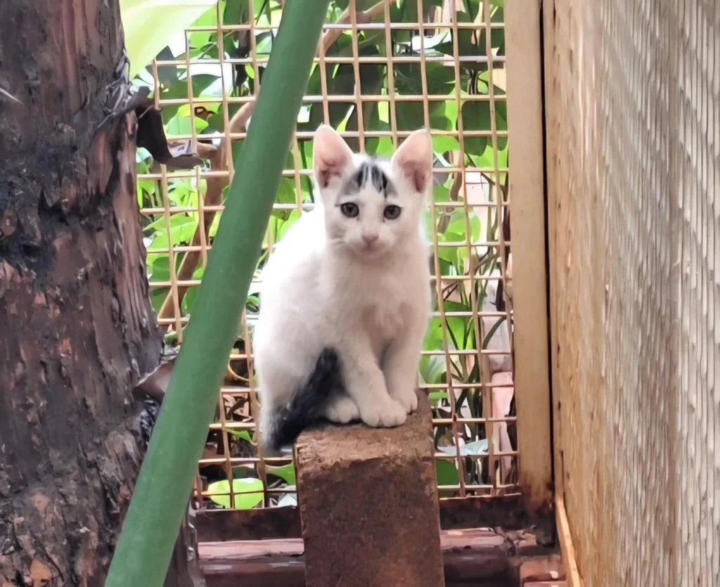 White kitten with dark patches on its head and tail sitting on a brick block in front of a wire fence, one of five kittens up for adoption in Bengaluru