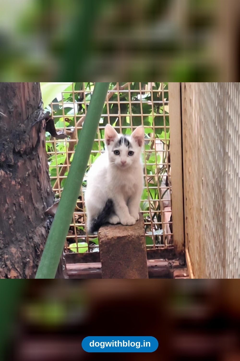 Five Unvaccinated Kittens, 8 Weeks Old, Need Forever Homes in Bengaluru
