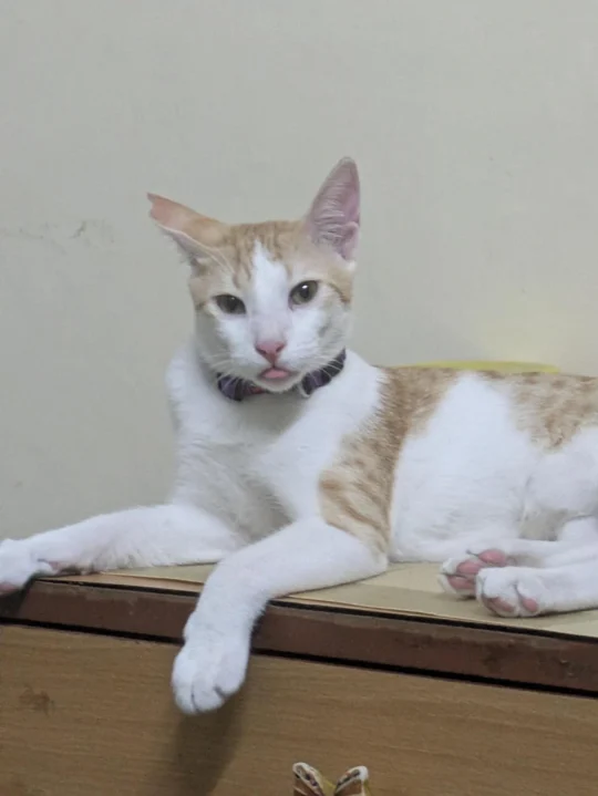 Brave, a Sterilised 11-Month-Old Orange and White Cat, Needs a Home Before a Move, adoptable cat in Chennai