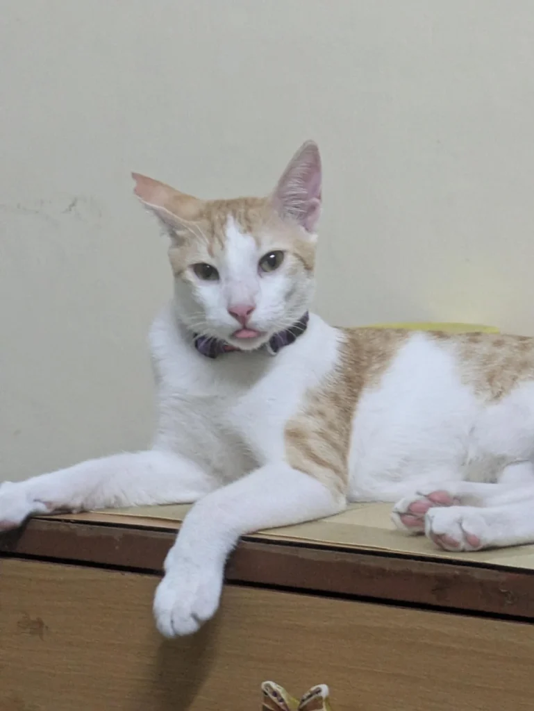 An orange and white cat with a purple collar lying on a wooden chest of drawers. Brave, 11 months old, is up for adoption in Chennai.