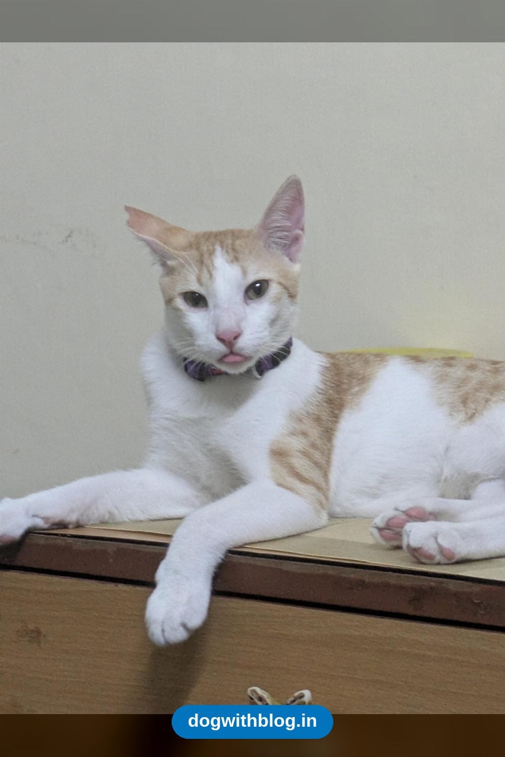 Brave, a Sterilised 11-Month-Old Orange and White Cat, Needs a Home Before a Move in Chennai