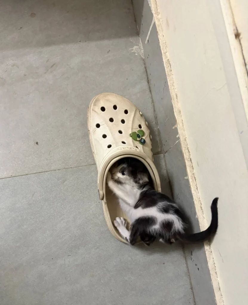 Four-week-old black and white male kitten peeking out of a cream clog on a grey tiled floor in Powai, Mumbai